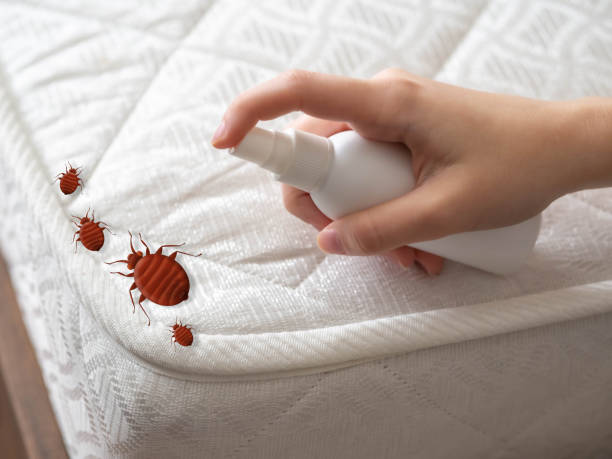 Best Emergency Pest Control  in Gaffney, SC