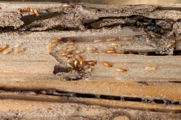 Reliable Gaffney, SC Pest Control Solutions